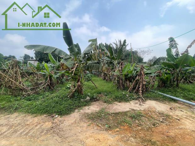 Bán gấp lô đất Kim Long, Tam Dương sát KCN Tam Dương 3, dt100m mt5m sẵn sổ giá 6xx triệu - 3