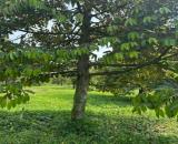 BÁN ĐẤT TẠI XÃ HIẾU LIÊM, BẮC TÂN UYÊN TỈNH BÌNH DƯƠNG CŨ DIỆN TÍCH 4,5 HA