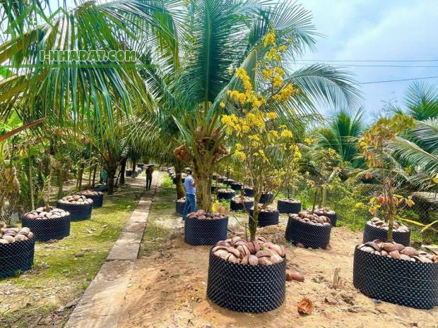 Lô ĐẤT MẶT TIỀN Đường Huyện 90C. Rộng 500 m2, Xã Mỹ Phong, Mỹ Tho cũ. - 4