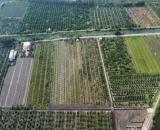 Bán đất thổ vườn đường đá xanh xe hơi Thạnh Hòa, Bến Lức tdt 16000m2 (2063m2 thổ)giá 15 tỷ