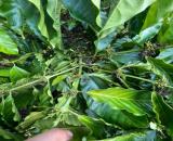 ĐẤT RẪY – GIÁ TỐT – CẦN BÁN GẤP – Quốc lộ 28 – Xã Đắk Sôr – Huyện Krông Nô – Đắk Nông