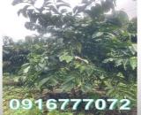 CẦN BÁN LÔ ĐẤT VƯỜN CÀ PHÊ GẦN ĐÀ LẠT - XÃ NAM BAN - LÂM HÀ - LÂM ĐỒNG