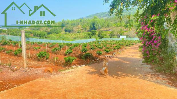 Gần 1,7 sào hẻm ql27, liên hiệp, đức trọng cũ, lâm đồng - 4