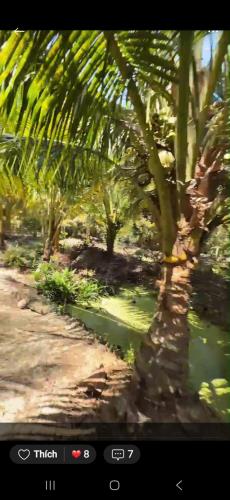 Bán Gần 2 công Vườn Dừa, Gần Chợ Vĩnh Kim. Giá SIÊU NGỘP: 930 triệu. - 2