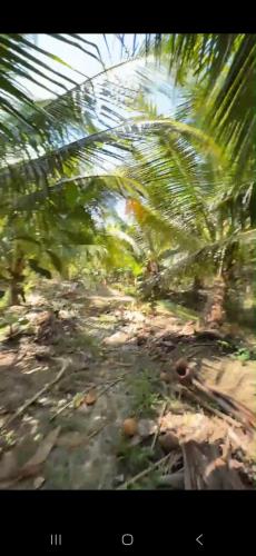 Bán Gần 2 công Vườn Dừa, Gần Chợ Vĩnh Kim. Giá SIÊU NGỘP: 930 triệu. - 1