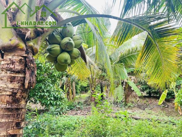 CẦN BÁN ĐẤT VƯỜN GIÁ TỐT – TÍCH THIỆN, TRÀ ÔN, VĨNH LONG