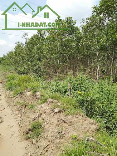 Bán Đất Nông Nghiệp Diện Tích Lớn Gần 10ha Tại Tân Lập – Hàm Thuận Nam