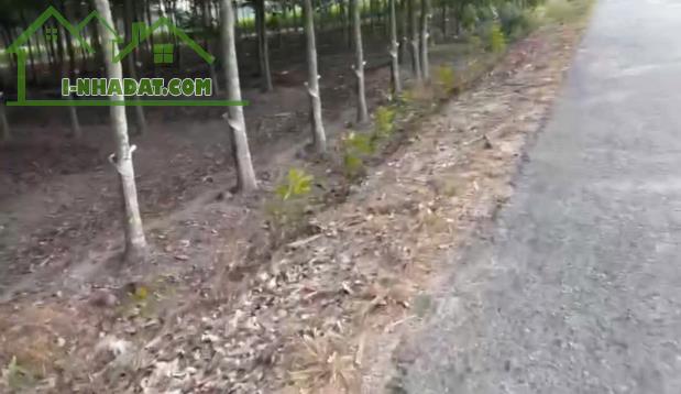 ht Cần bán nhanh 2,5 tỷ đất tại Thạnh Lộc Tân Biên tỉnh Tây Ninh - 3