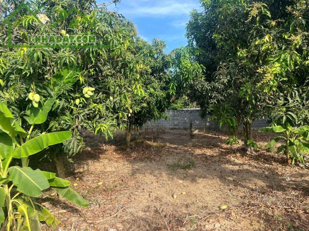 Bán đất Diên Phước mặt tiền đường Phước Tuy rộng rãi phù hợp xây biệt thự vườn - 3