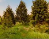Chủ bể nợ, cần ra gấp vườn sầu riêng Đồng Nai, 5000m2, view sông, 890tr