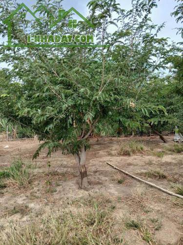 CHÍNH CHỦ BÁN ĐẤT TẠI  PHAN RANG ,THÁP CHÀM, NINH THUẬN - 1