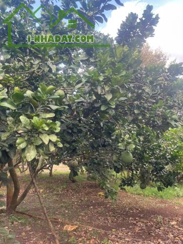 *** BÌNH LỘC - THÀNH PHỐ ĐỒNG NAI***
* Mảnh vườn đẹp diện tích 3,6 sào