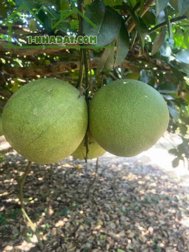 *** BÌNH LỘC - THÀNH PHỐ ĐỒNG NAI***
* Mảnh vườn đẹp diện tích 3,6 sào - 3