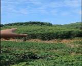 BÁN ĐẤT XÃ TUẤN ĐẠO – SƠN ĐỘNG – BẮC GIANG
