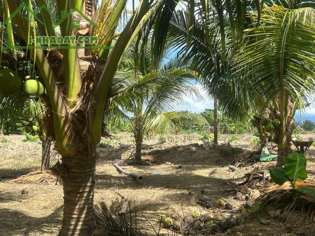 SIÊU RẺ ĐỂ SỞ HỮU "ỐC ĐẢO"XANH MÁT TẠI NINH SƠN 10.000m GÍA CHỈ 500 NGÀN//M - 1