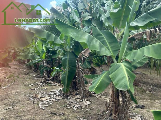 SIÊU RẺ ĐỂ SỞ HỮU "ỐC ĐẢO"XANH MÁT TẠI NINH SƠN 10.000m GÍA CHỈ 500 NGÀN//M - 4