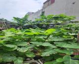 🔥 BÁN ĐẤT TUYẾN 2 NGUYỄN TRUNG THÀNH – HÙNG VƯƠNG – HỒNG BÀNG 🔥