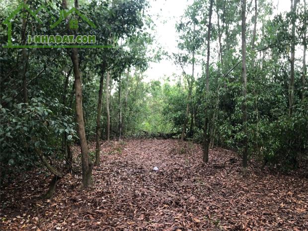 ĐẦU TƯ SINH LỜI- CHÍNH CHỦ BÁN GẤP 2 LÔ ĐẤT ĐẸP 1587m2-ODT- 11,5 Tỷ Tại Tân Thạnh, Long An - 2