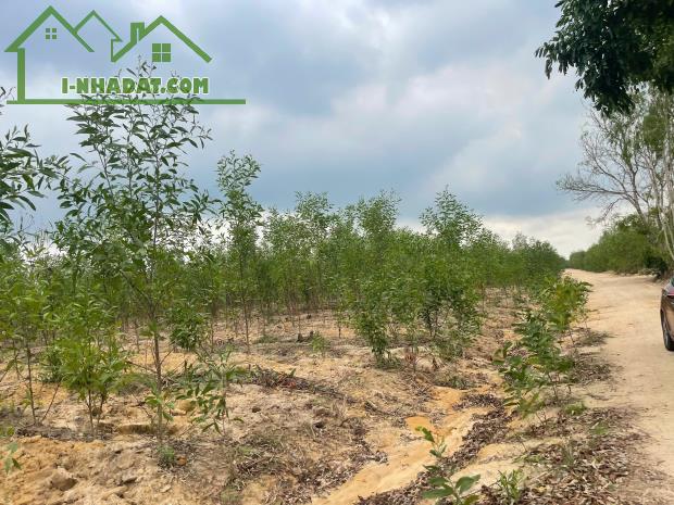 Bán 1.3 hecta đất Hẻm Đường 12, Tân Xuân, Hàm Tân giá mềm 138 triệu/ sào - 3
