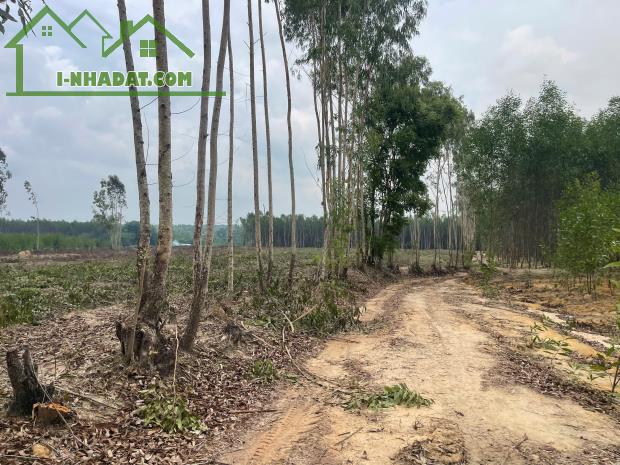 Bán 1.3 hecta đất Hẻm Đường 12, Tân Xuân, Hàm Tân giá mềm 138 triệu/ sào - 2