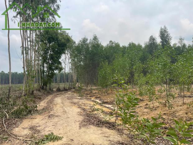 Bán 1.3 hecta đất Hẻm Đường 12, Tân Xuân, Hàm Tân giá mềm 138 triệu/ sào