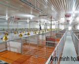 CHÍNH CHỦ CẦN BÁN TRANG TRẠI NUÔI HEO  DIỆN TÍCH LỚN - TẠI THẠNH TRỊ - KIẾN TƯỜNG - LONG