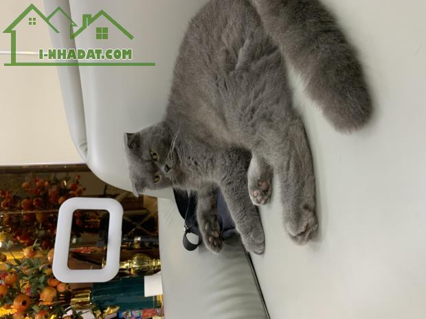 Bán nhà phố Lũng Đông Hải An Hải Phòng - 2