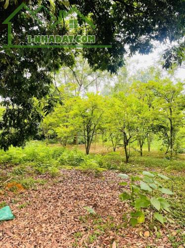 Chính chủ cần bán khu đất đẹp tiềm năng đầu tư cao Phương Hạnh , Xã Tân Tiến, Huyện - 1