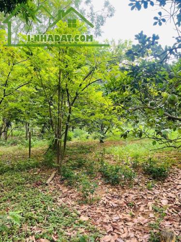 Chính chủ cần bán khu đất đẹp tiềm năng đầu tư cao Phương Hạnh , Xã Tân Tiến, Huyện - 4