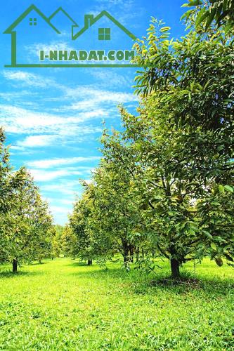 Đồng Nai bán farm rộng 2,5ha đủ tiện nghi sẵn thu nhập cách QL 20 11km giá 22,5ty - 4