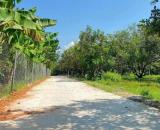 Bán đất Diên Lâm giá rẻ sát bên Hương Lộ 39 - tặng vườn chôm chôm cổ thụ