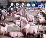 Chủ lớn tuổi cần bán đất Trang trại Trảng Bom diện tích 7ha giá chỉ 45 tỷ ( giá cũ 60 tỷ)