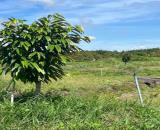 CHÍNH CHỦ BÁN 7.000M² ĐẤT NHÀ VƯỜN GẦN KCN PHƯỚC ĐÔNG – MẶT TIỀN 54M - HUYỆN GÒ DẦU, TÂY