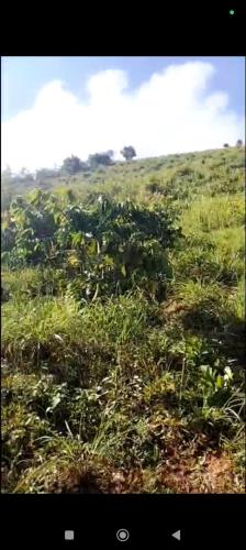 ĐẤT ĐỎ BAZAN – BÁN 2 LÔ – Làng Somei, Xã Đăk Somei, Huyện Đăk Đoa,  Gia Lai - 1