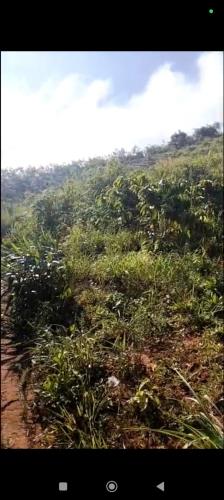 ĐẤT ĐỎ BAZAN – BÁN 2 LÔ – Làng Somei, Xã Đăk Somei, Huyện Đăk Đoa,  Gia Lai - 2