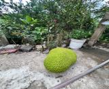 bán 1 hecta đất đường betong có sẵn nhà vườn trái cây nhiều loại, gần ttam Khánh Vĩnh